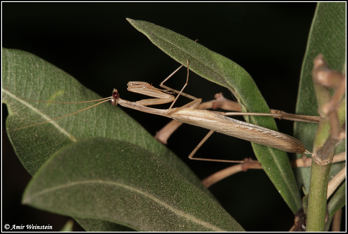 Mantodea d''Israele: Miomantis telavivensis
